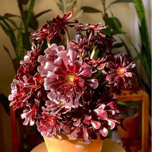 Miniatura 2 de Planta Aeonium de fácil cuidado en maceta viva de 4 pulgadas, plantas suculentas raras vivas, bien enraizadas, plantas de interior de fácil cuidado