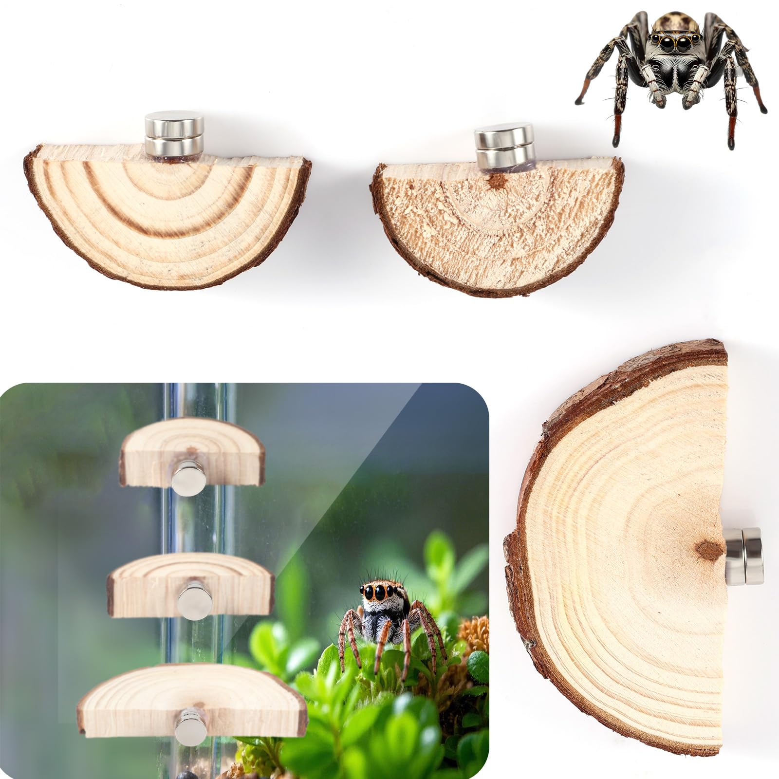 3pcs Jumping Spider Enclosure Ledges, Magnetic Jumping Spider Enclosure Ledges Ladder Magnets Jumping Spider Habitat Pet Spider Enclosure Accessories