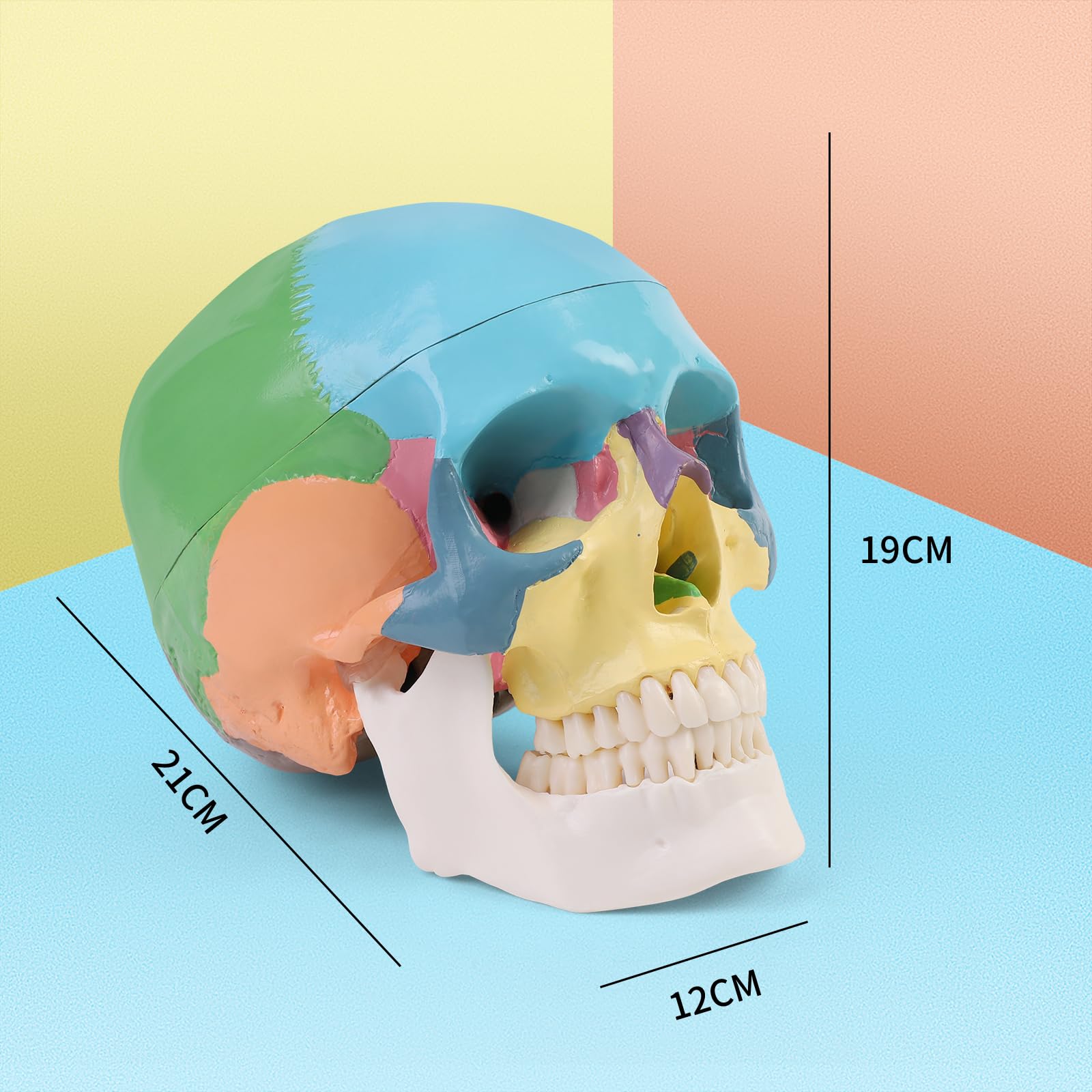 ERWEY Anatomischer Didaktik Schädel farbig Schädel Modell für Anatomieunterricht Farbig