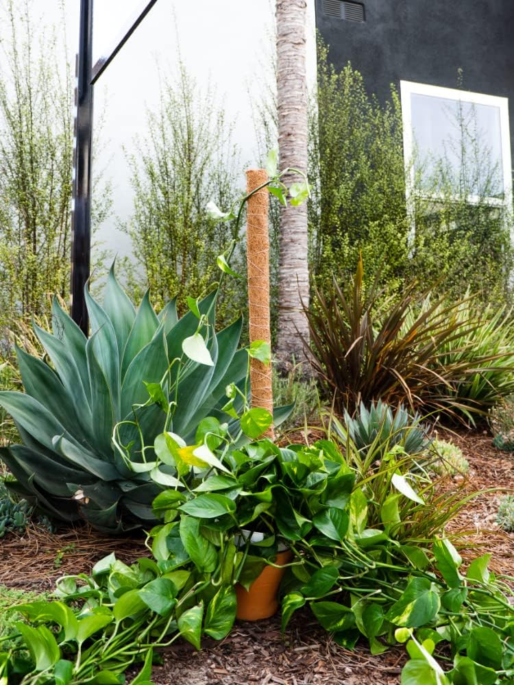 Envelor Coco Moss Poles Plant Support Stakes Coco Plant Stake Pothos Coir Totem Pole Monstera Moss Pole Climbing Plant Support Potted Plant Upward Growth Vine Stackable Coco Sticks, 36 inches, 12 Pack