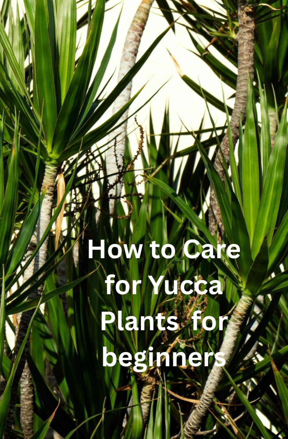 How to Care for Yucca Plants for beginners: "Yucca plant care for Beginners: A Simple Guide to Yucca Plant Success"