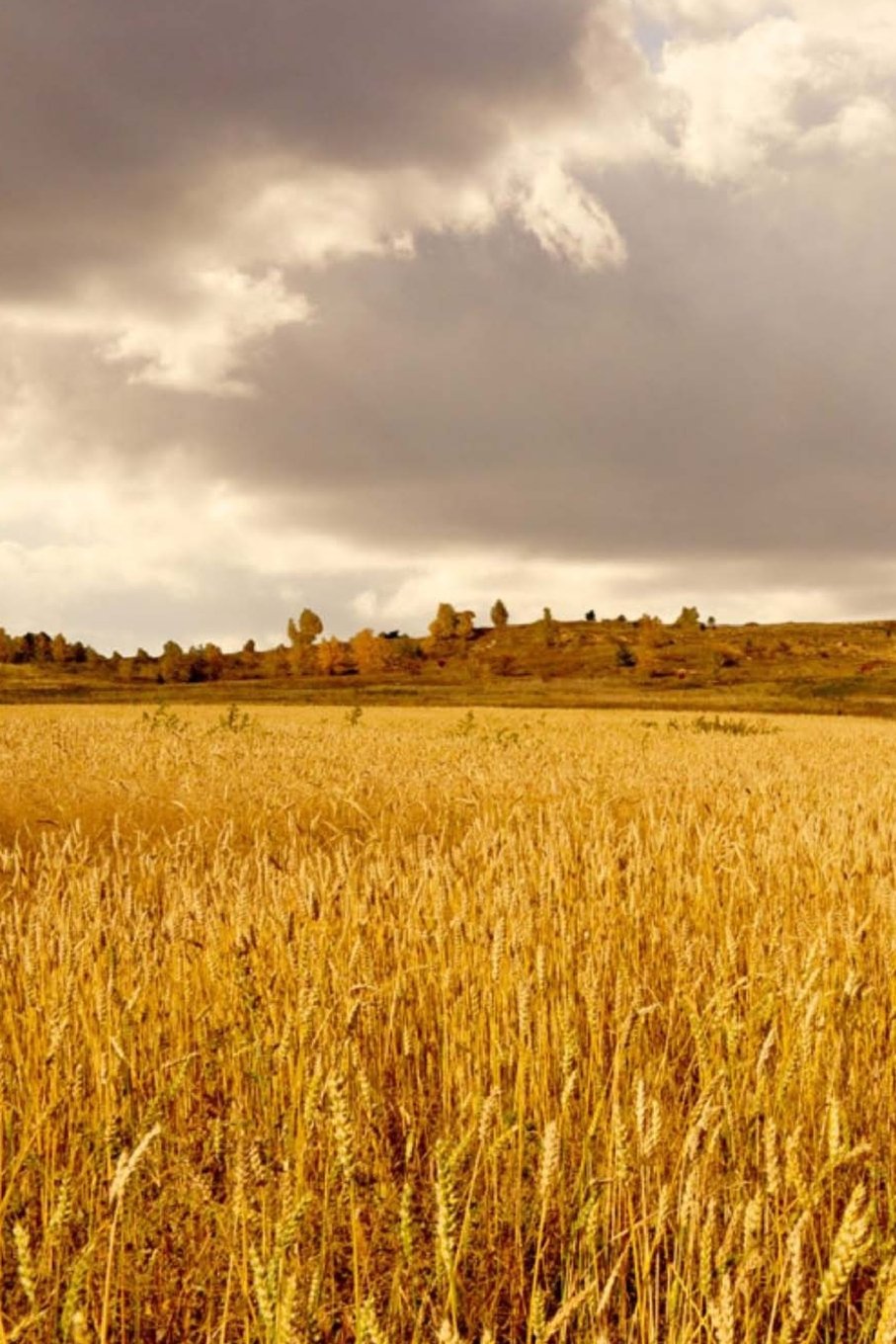 Mind Blowing Golden Fields Journal: 150 page lined journal