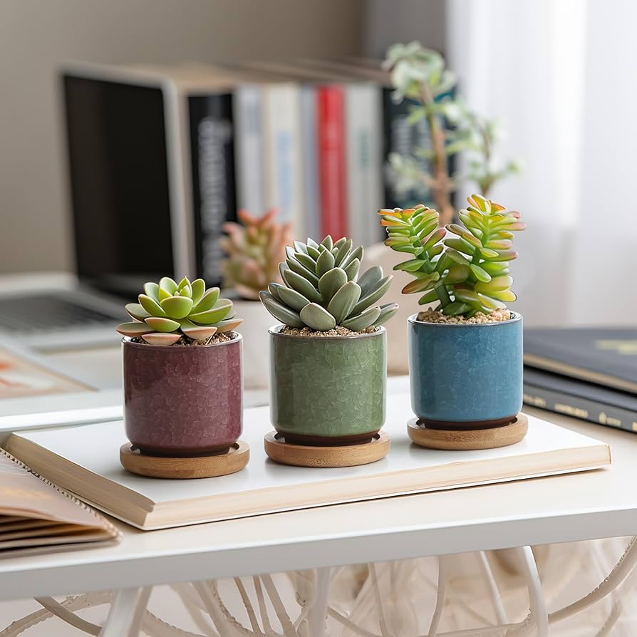 多肉植物用鉢　一品物　穴窯自然釉 Amazon | 11CM 円形 陶器 鉢 多肉植物 サボテン鉢 プランター