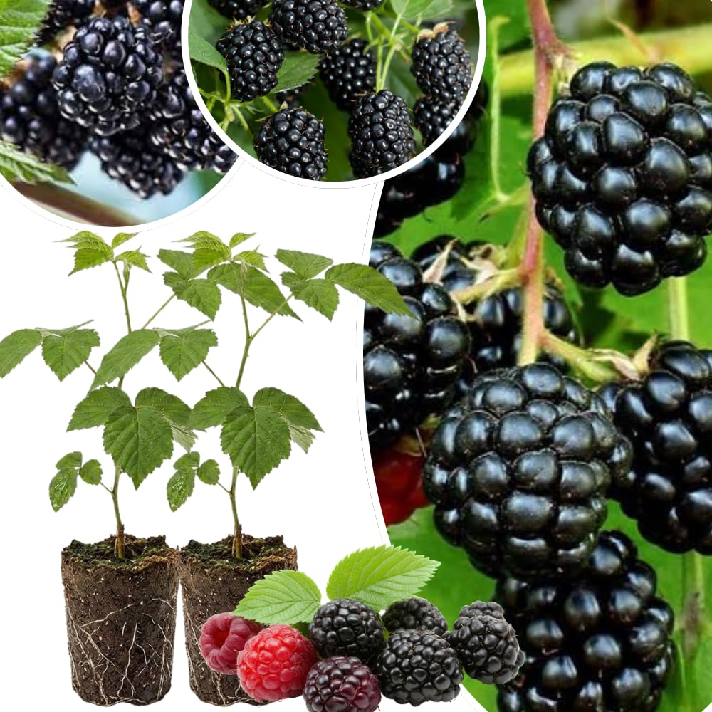 Amazon.com : 2 Sweet Pie Thornless BlackBerry Plants Live for