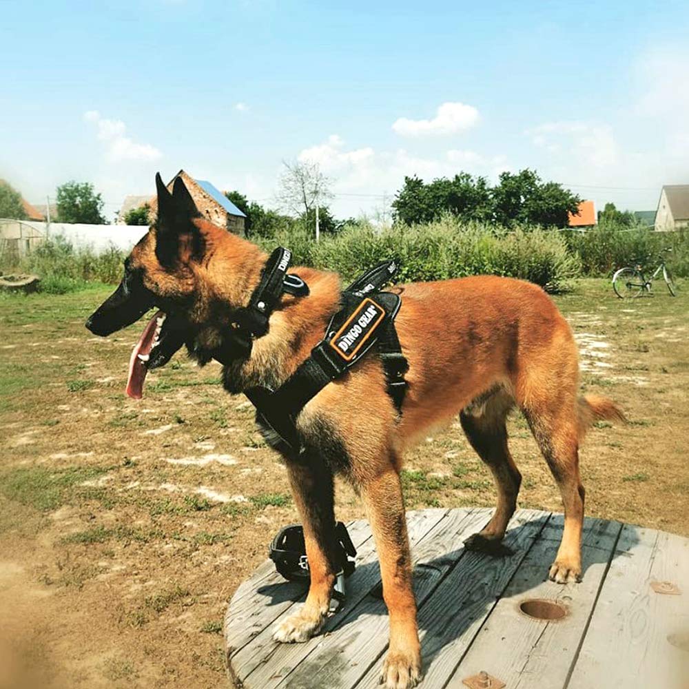 Dingo Gear Arnés Multifuncional para Perro en el Trabajo, Entrenamiento de Perro Guardia, e Ipo, Sistema Cobra Hecho a Mano Negro S03195, M