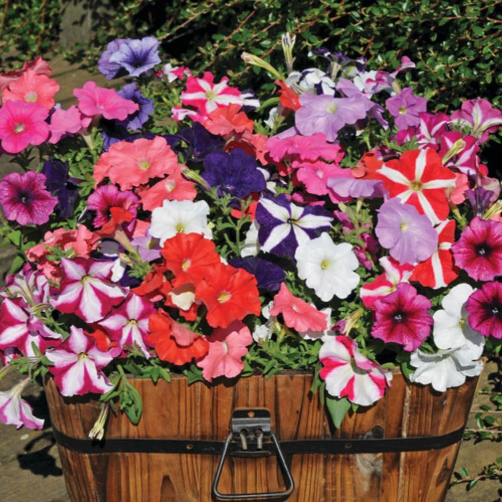 Annual Bedding 48 Plugs Super Saver Collection – Mixed Summer Bedding Plants – Half-Hardy Annuals – Long Flowering Garden Display for Beds, Borders & Containers by Thompson and Morgan — view 4