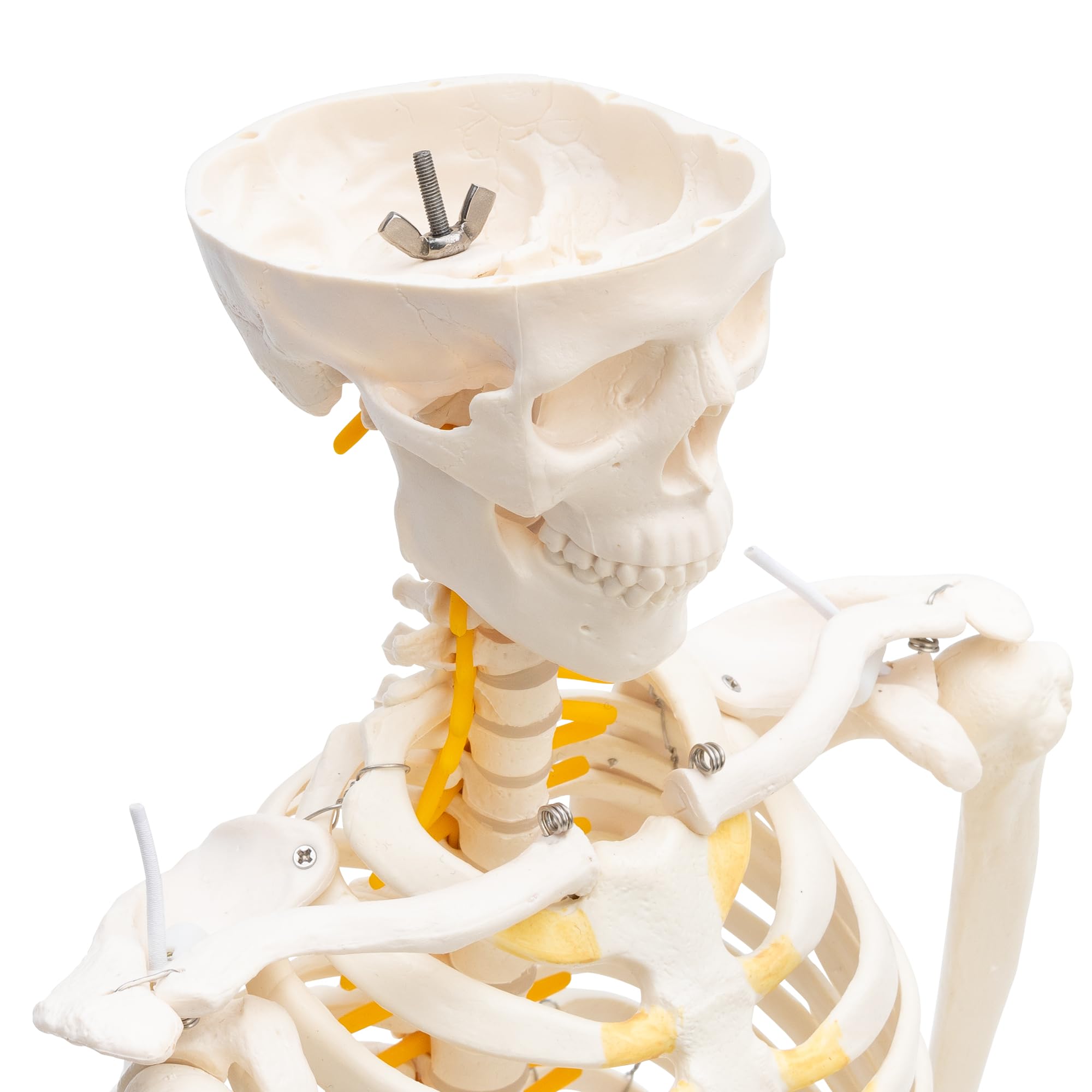 Cranstein A-130 Mini Skelett 85cm mit Spinalnerven | Kleines Skelett Anatomie Modell | für Studenten bzw Medizin Studium | als Geschenk
