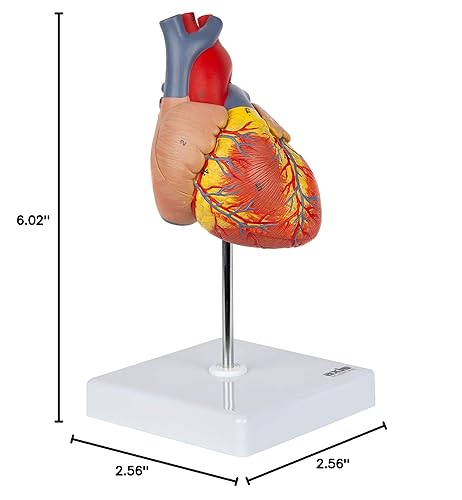Miniatura 10 de Axis Scientific Modelo de corazón, 2 partes de tamaño de vida de lujo, 34 estructuras anatómicamente correctas, diseño magnético, base de