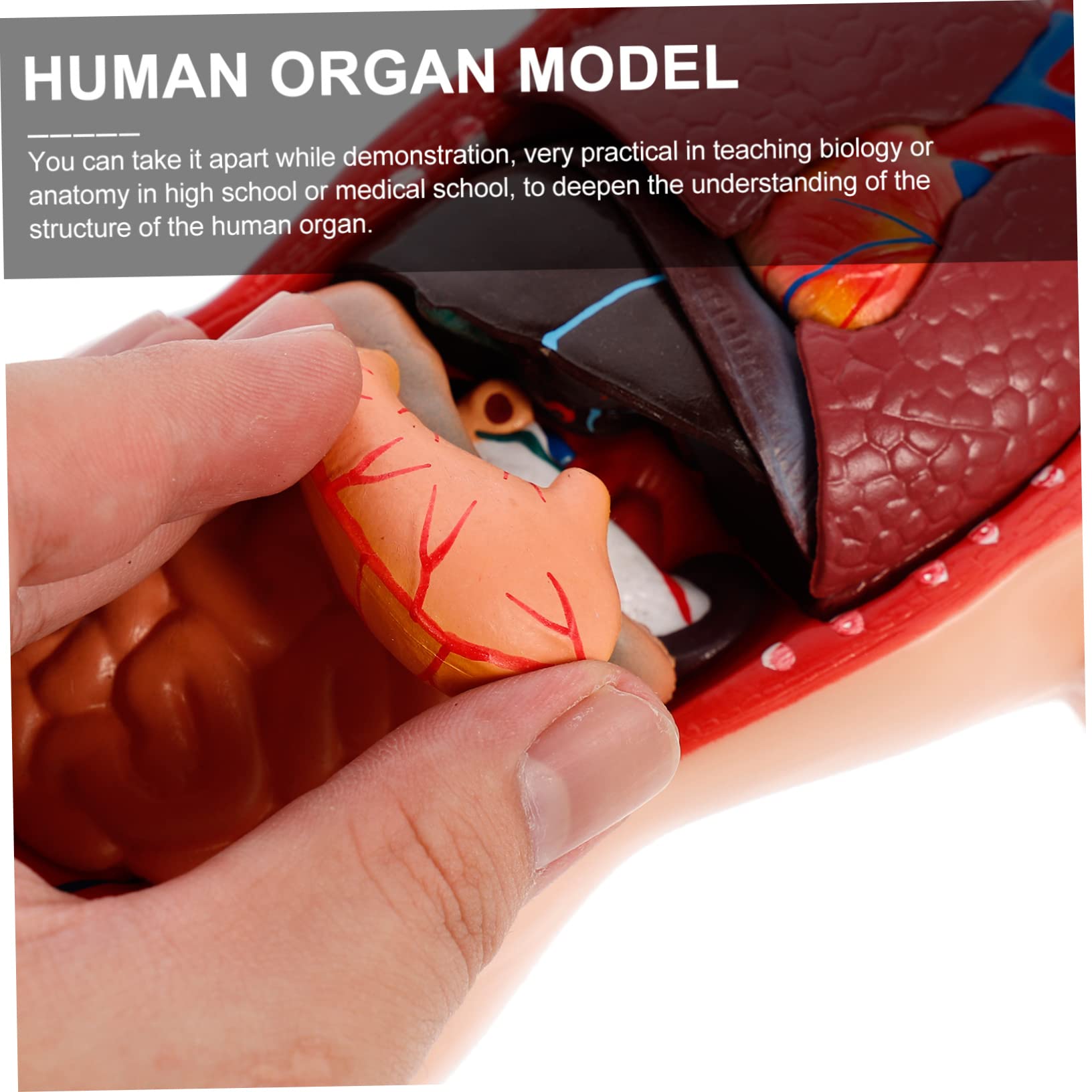 1juego Modelo De Anatomía De Órganos Para Educación Médica Maqueta Detallada De Corazón Pulmones Hígado y Riñones Para Clases y Demostraciones Clínicas