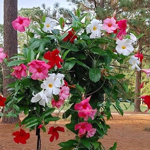 3 Mix Mandevilla Plants Live, 5-10” Tall Flowering Mandevilla Vines for Trellis, Outdoor Patio, Garden Pots, Trailing Mandevilla Seedlings