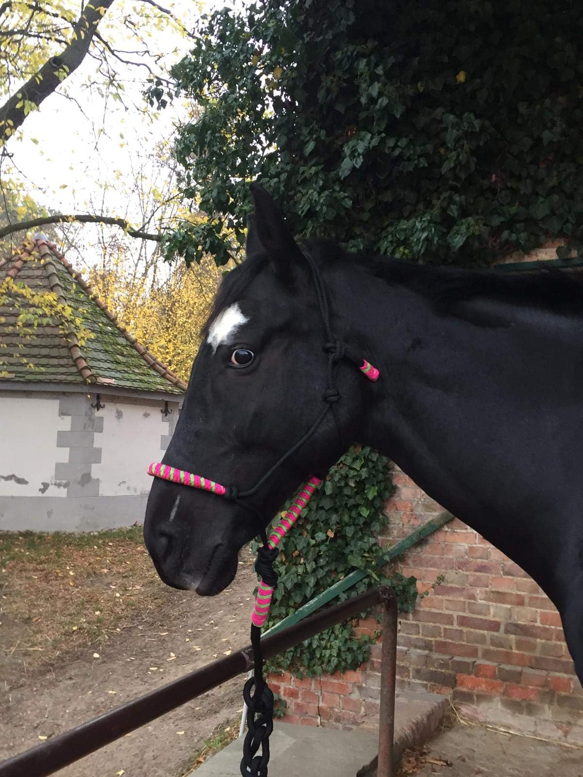 Knotted Halter with Knit for Horses - Padded on Nose and Neck, Ideal for Floorwork, Horse Training, Training (Black-Pink-Green)
