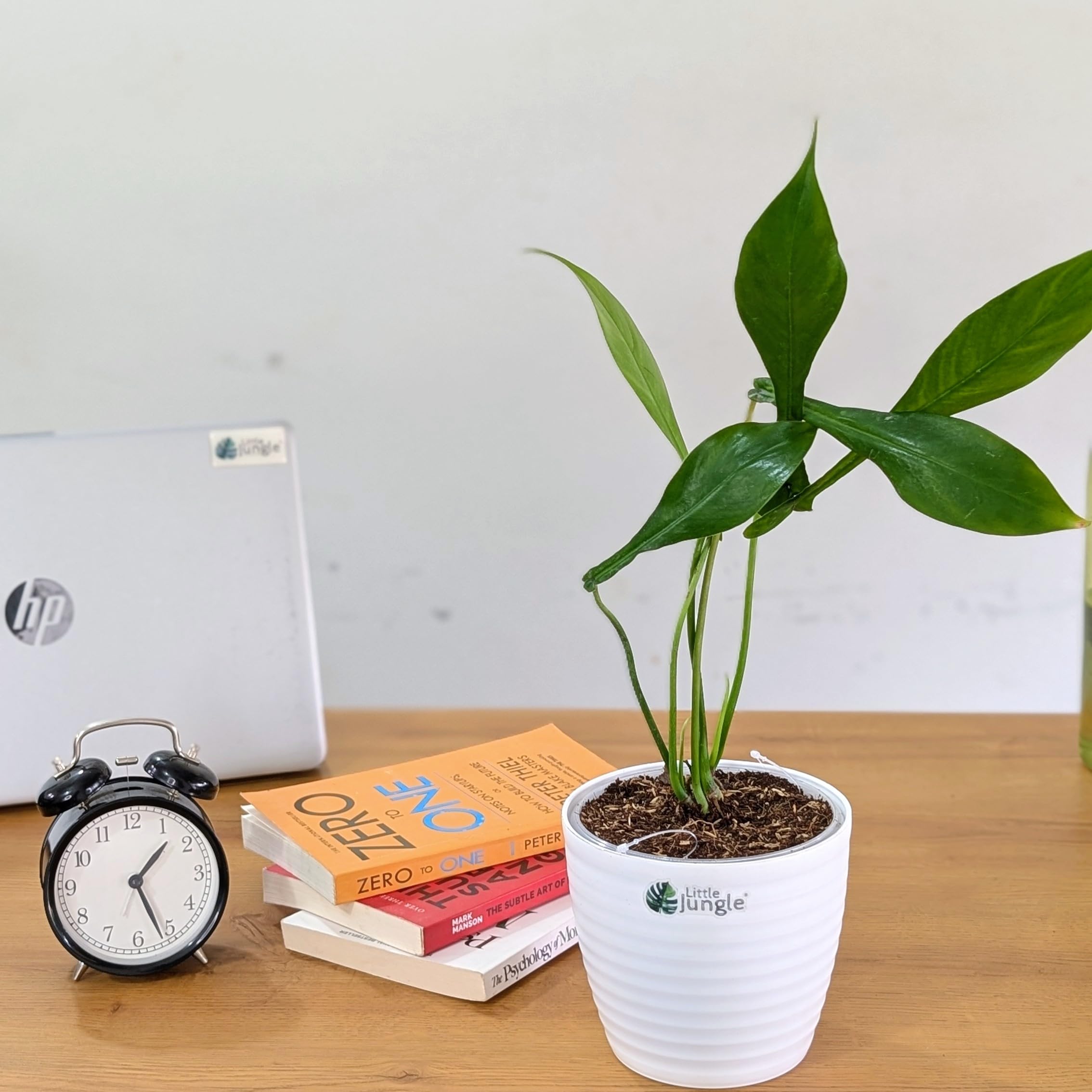 LittleJungle Philodendron Joepii - Live Plant with 5.5 Inches White Decor Pot | Indoor Plants For Home | Office Desk | Live Plants Indoor | Air Purifying Plant | Live Plant With Pot For Home Decor |