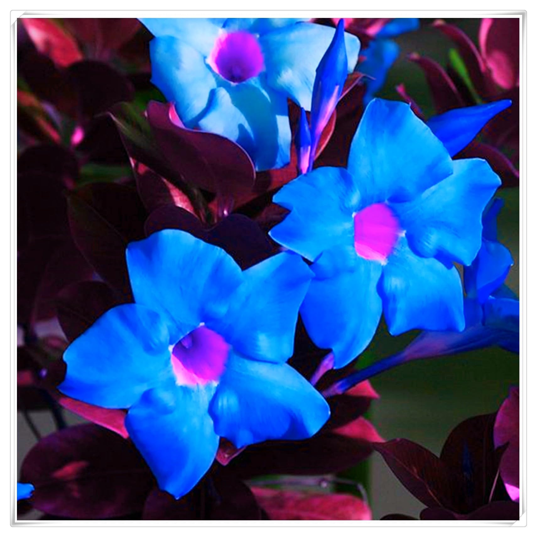 Flowering Rhizome,Excellent Display, Strong Desert Rose Roots,Desert Rose Bulbs,Easy to Plant, Wedding Flowers-1 Bulb-D