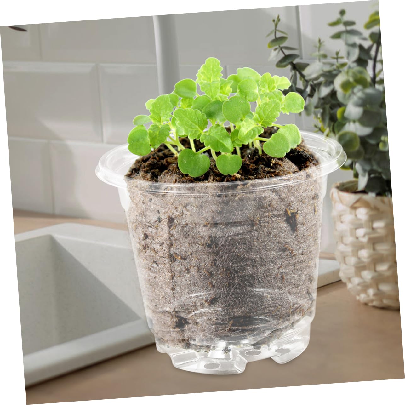 Toddmomy 4 Ensembles Pots de Semis Plastiques avec Couvercle Pots de Jardinage Idéaux pour Plantes et Drainage et Design Pratique