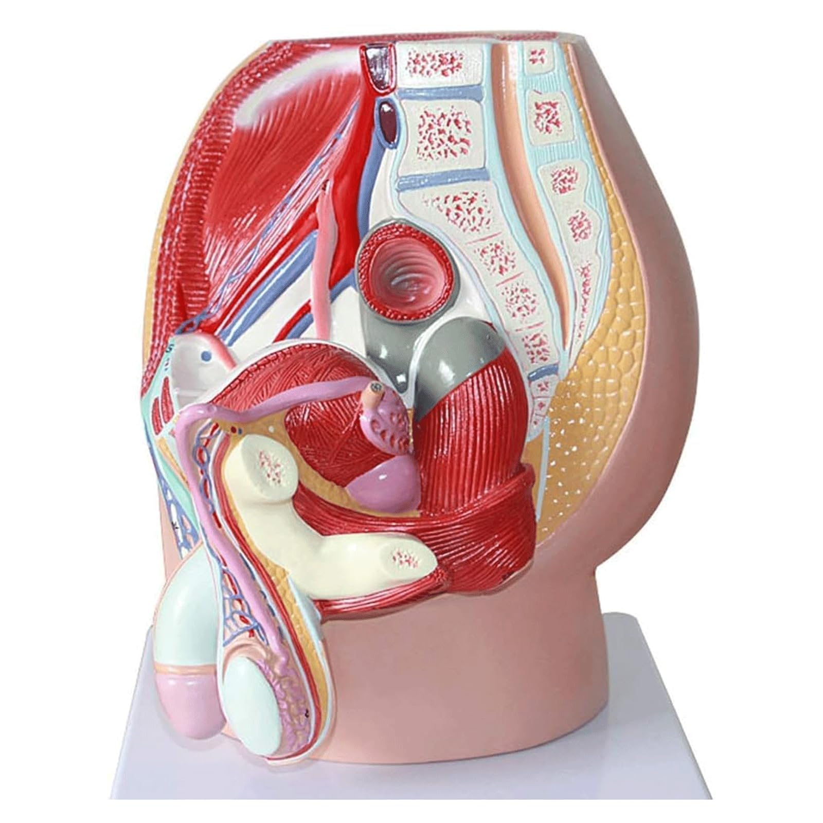 esmen Modello anatomico riproduttivo Modello del Sistema urinario riproduttivo Forniture per studi Medici per studi Medici e aule