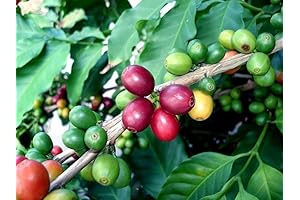Premium Arabica Coffee Seeds for Growing: Cultivate Your Own Coffee Bean Oasis
