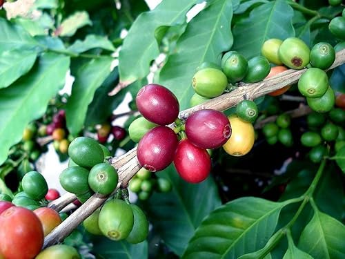 Arabica Coffee BeanPlanta 4 BoteCrecer Brew su propio frijoles de café