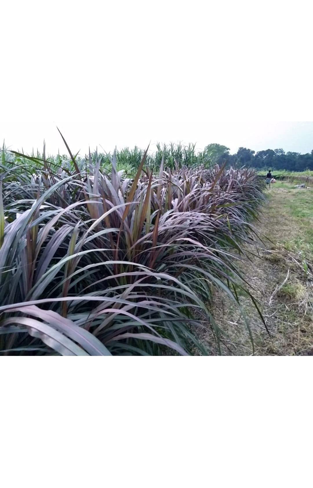 Josan Brothers Organic Farm Australian Red Napier (Pennisetum purpureum cross) multi-cut hybrid fodder grass slips for Cow, Buffalo, Goat, Sheep, Pig, Poultry, Rabbit (Pack of 100) (B0B1VF96FD) Amazon Price History, Amazon Price Tracker