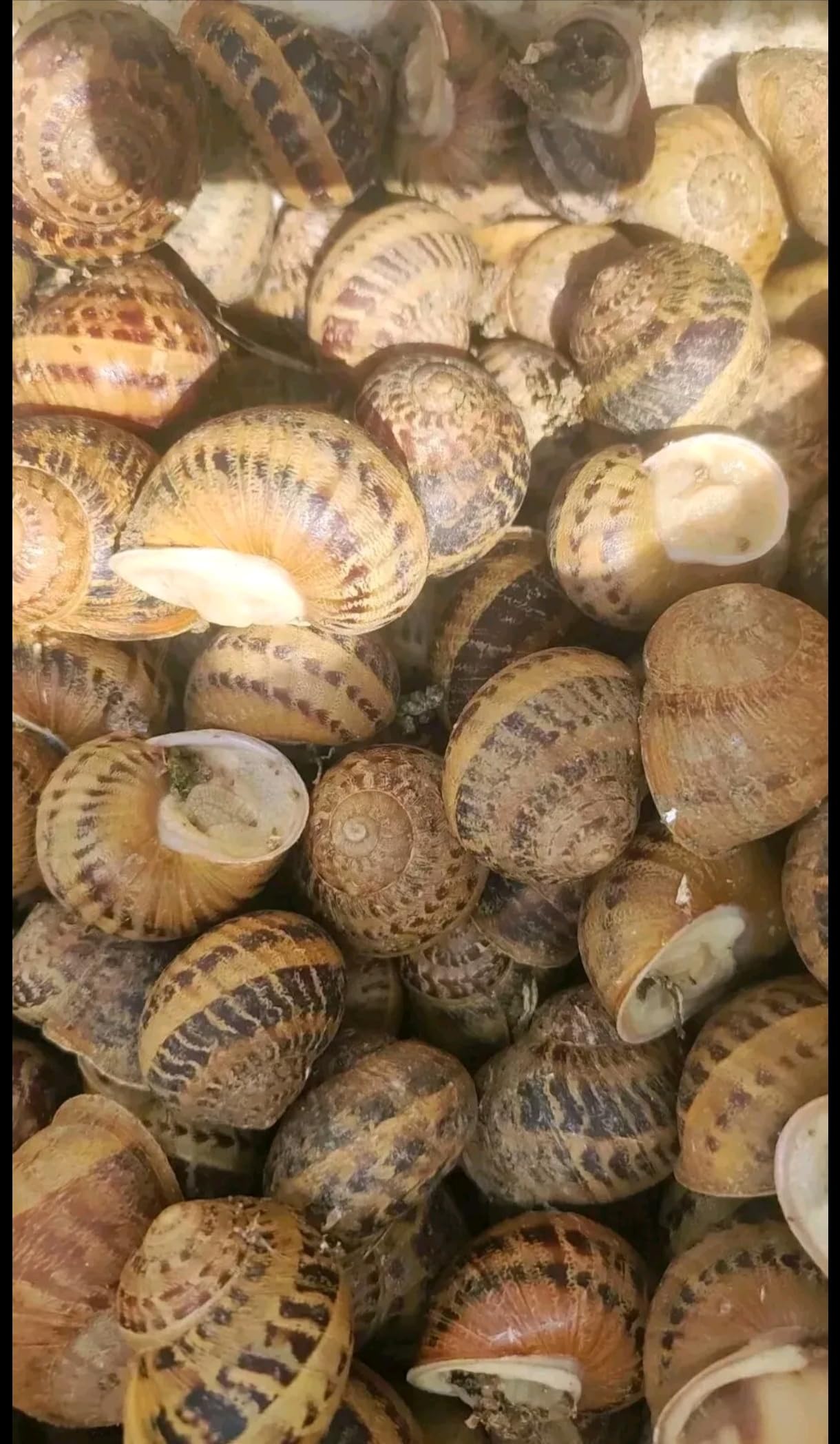 Lumache spurgate-helix aspersa