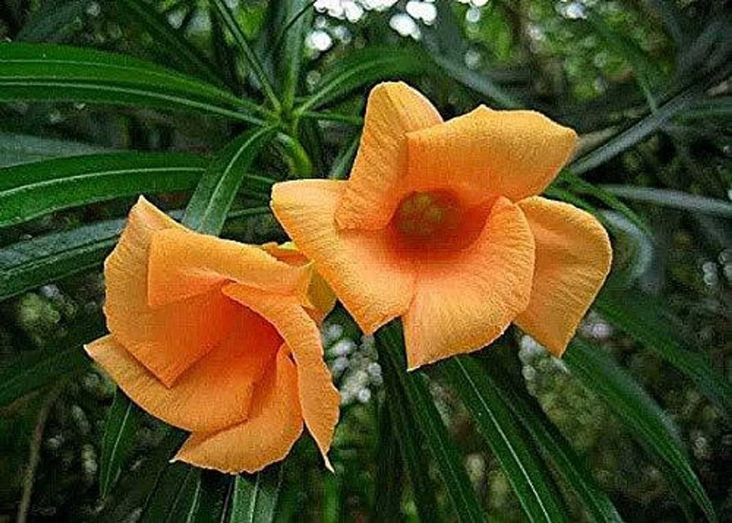Live Orange Kaner Plant (Nerium Oleander/Oleander Plant/Kaner) – Vibrant Flowering Shrub for Home Garden | Easy Care Outdoor Plant | Ornamental & Drought Tolerant | Kanher With Pot-image-44