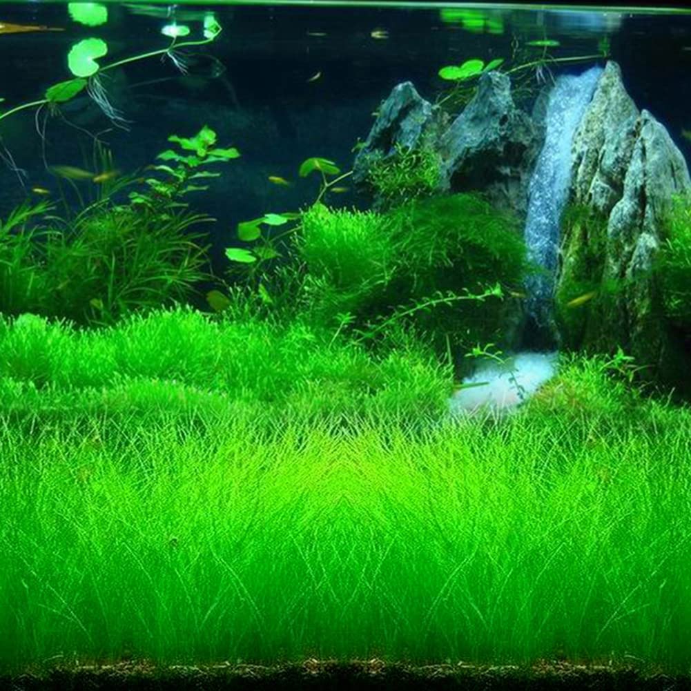 Saterkali Graines d'herbe d'eau d'aquarium, 100pcs graines d'herbe d'eau d'aquarium décor de paysage de plante hydrophile de réservoir de poissons Grosses graines poilues