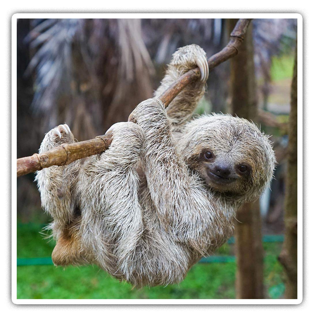2 x 10cm Square Vinyl Stickers - Baby Sloth Lazy Animal Decals 13048
