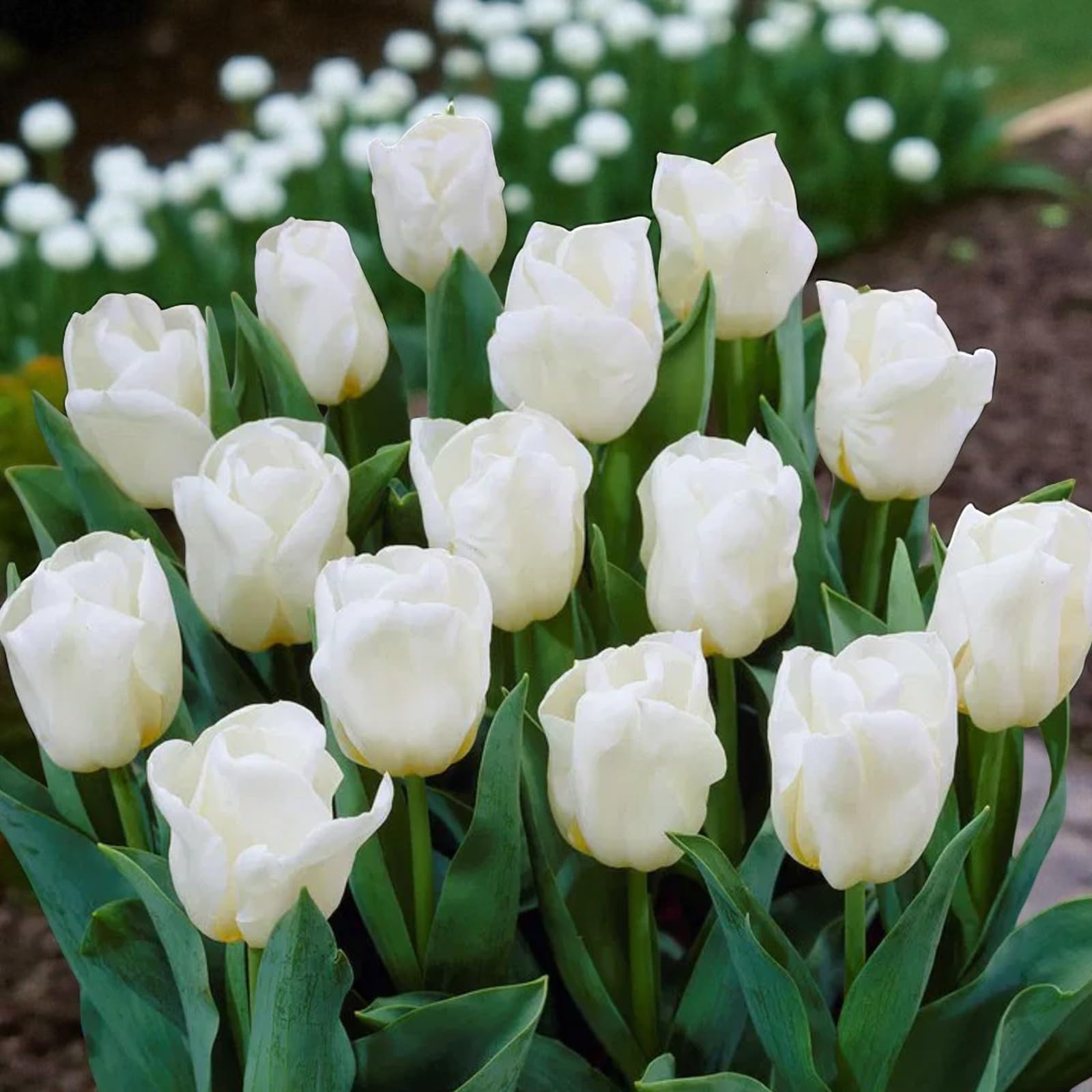 Carbeth Plants 10 x Tulip White Perfectionist Spring Bulbs โ image 1