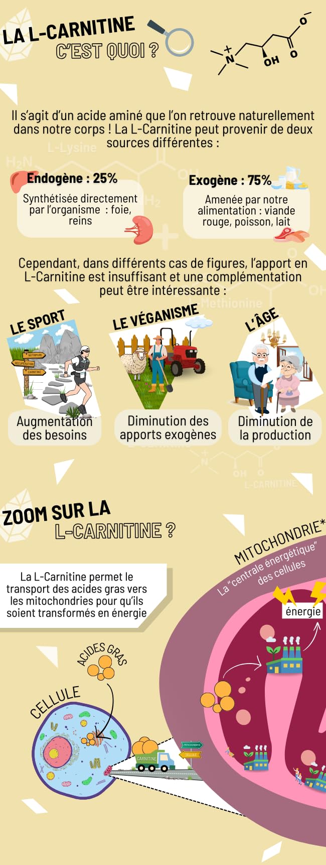 Nutripure | L-Carnitine Carnipure® 2000 mg | Forme Pure | 150 Gélules | Énergie & Métabolisme | Haute Biodisponible | Idéal Avant l'Entraînement | Vegan | 1 Mois | Made in France