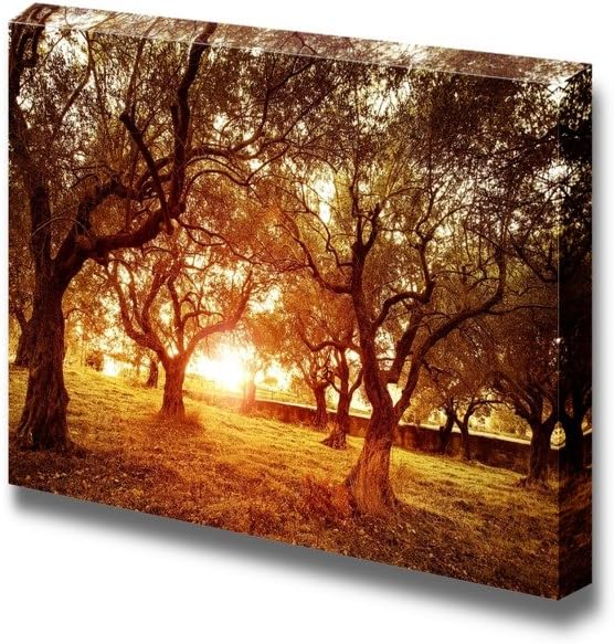 Canvas Prints Wall Art - Beautiful Scenery/Landscape Sunset in Olive Trees Garden | Modern Wall Decor/Home Decoration Stretched Gallery Canvas Wrap Giclee Print & Ready to Hang - 12" x 18"
