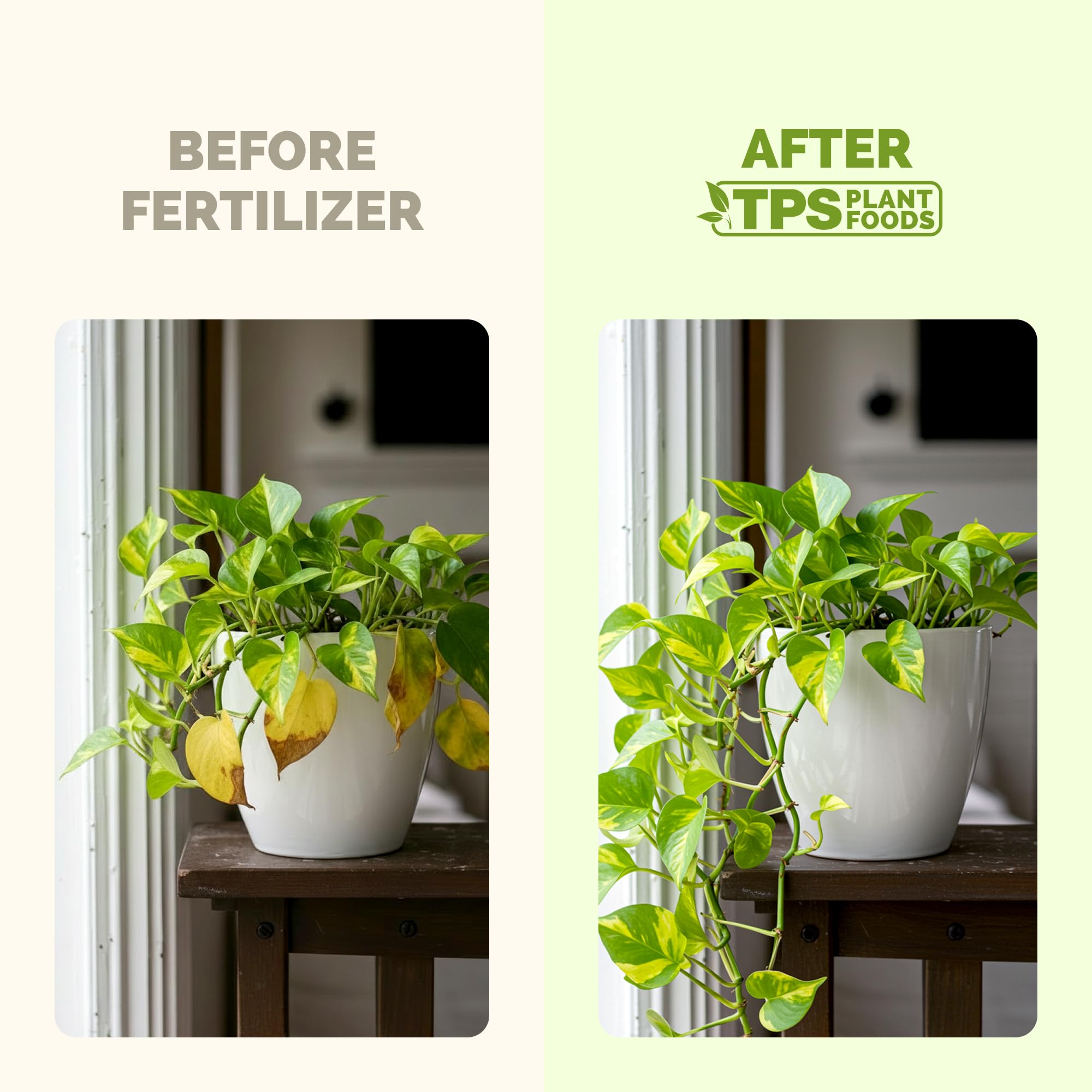 Amazon.com : Pothos Fertilizer  Liquid Plant Food for Lush Growth,  Stronger Roots & Vibrant Leaves, 8 oz : Patio, Lawn & Garden