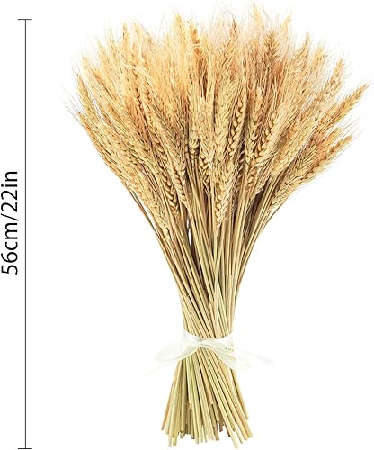 Miniatura 7 de Uieke Tallos de trigo seco de 17.7 pulgadas, 200 tallos de flores secas 100% trigo natural para el hogar, cocina, boda, fiesta, mesa, centro de