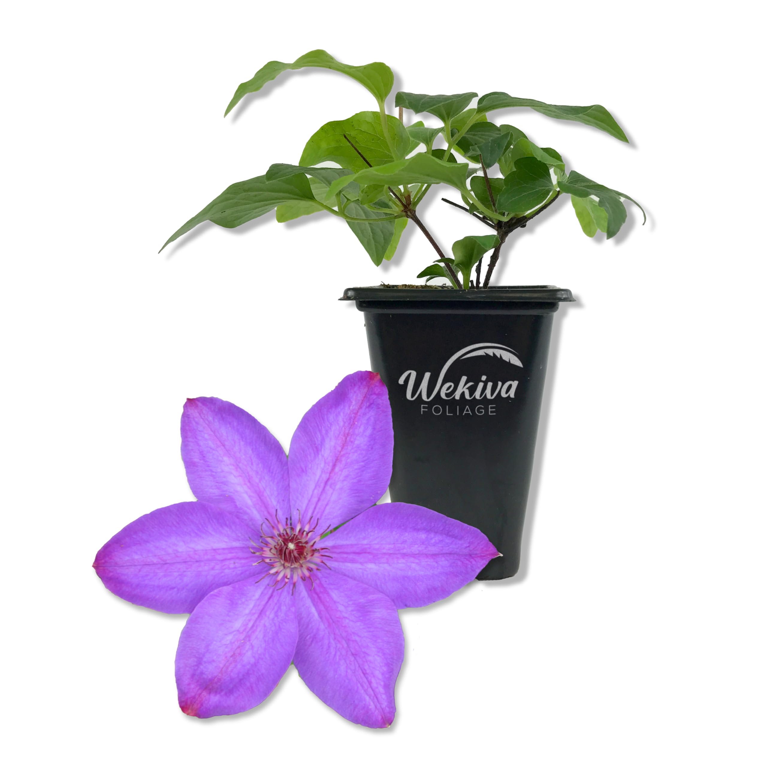 Amazon.com : Clematis Elsa Spath - Live Starter Plant in a 2 Inch