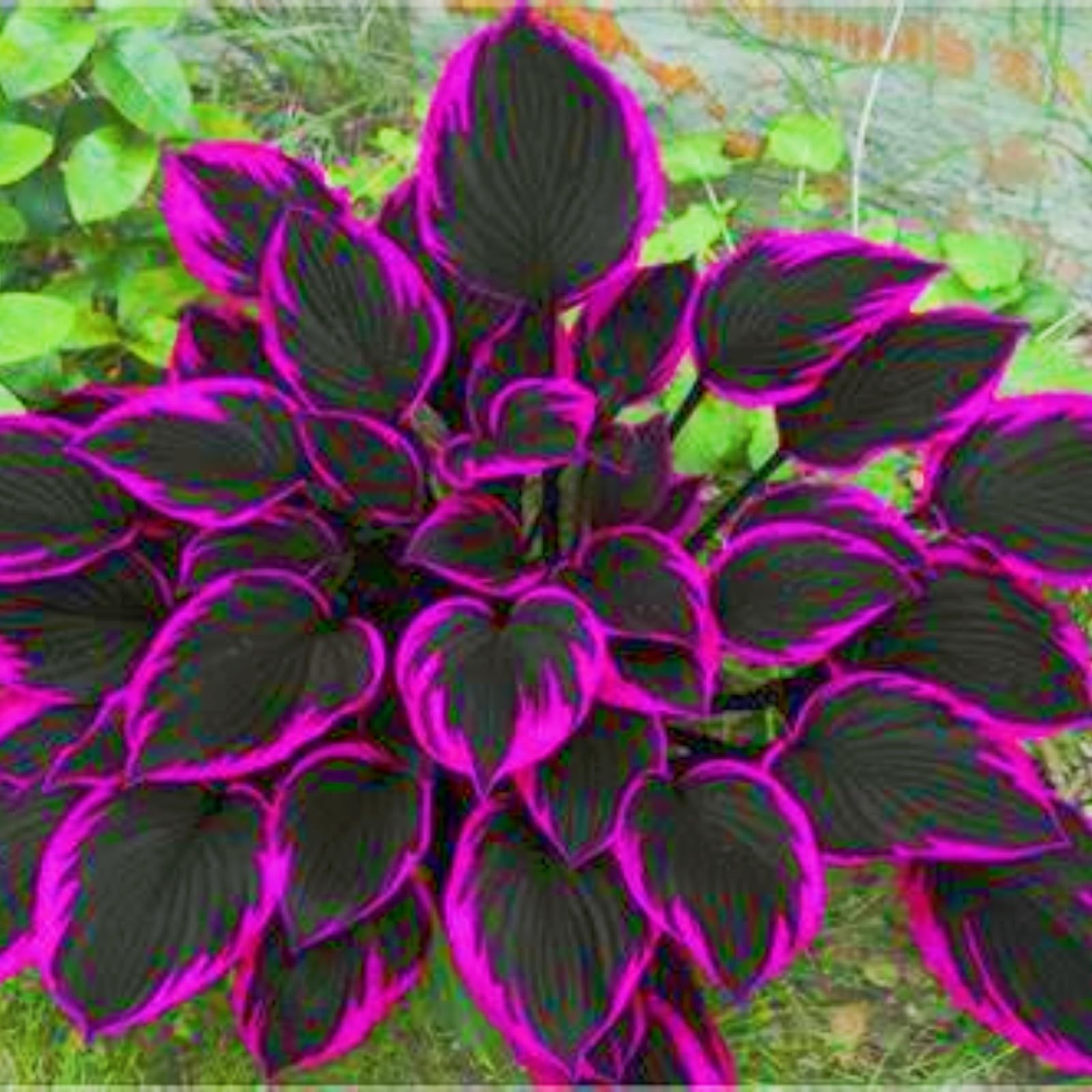 Rapid Growth Holiday Gifts Easy Planting Hostas Plants UK Garden Flowers Wedding Flowers-6Bulbs-c