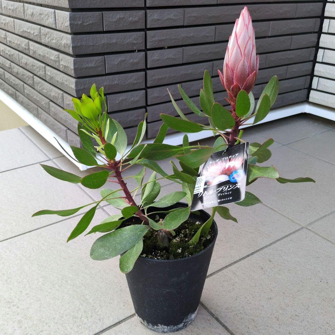Amazon.co.jp: 花芽 花苗 キングプロテア リトルプリンス 5号鉢