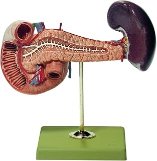 Pancreas with Spleen & Duodenum Model