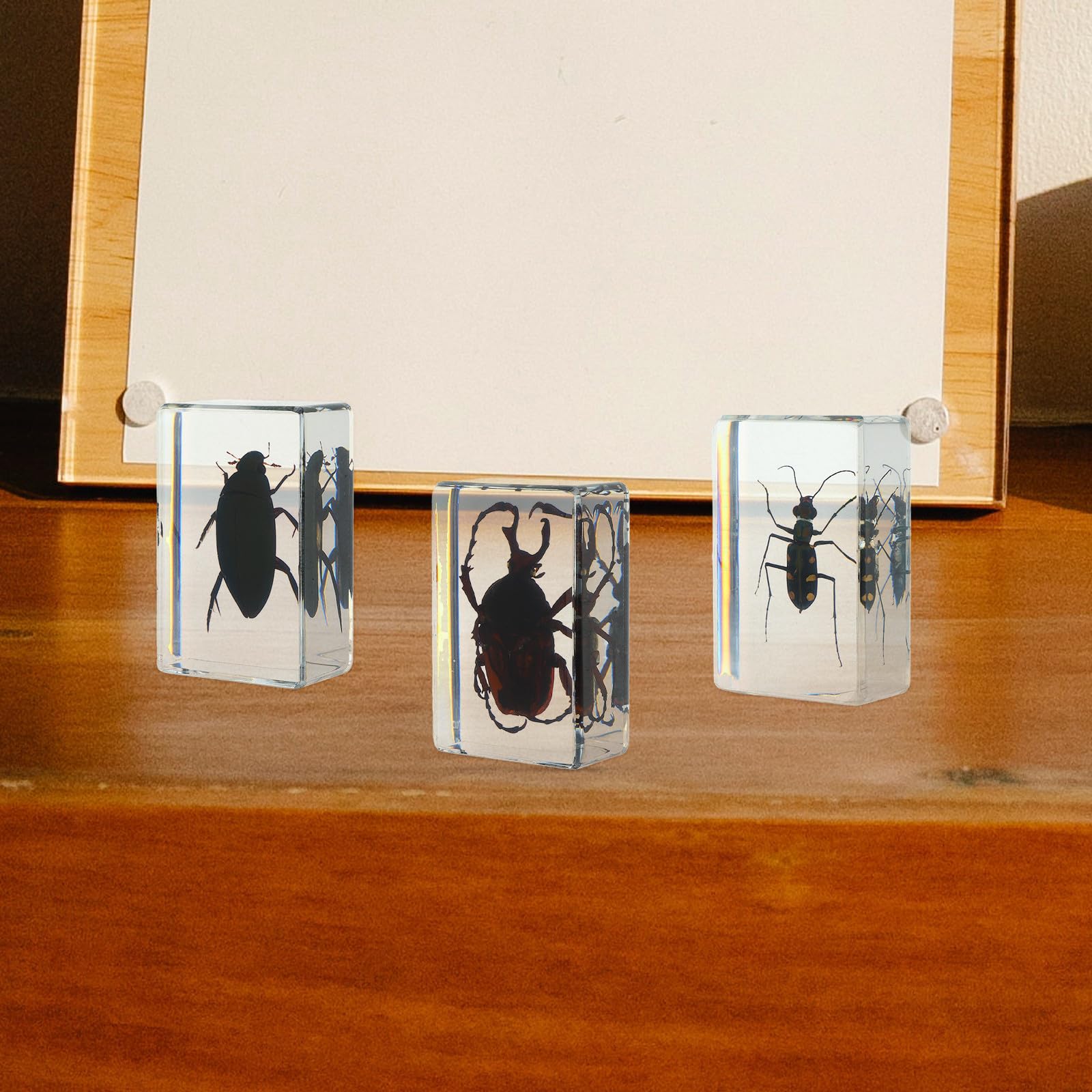 6 Piezas de Insectos de Resina Vista Clara de Estructura Interna, Especímenes Confiables para Colección y Decoración del Hogar