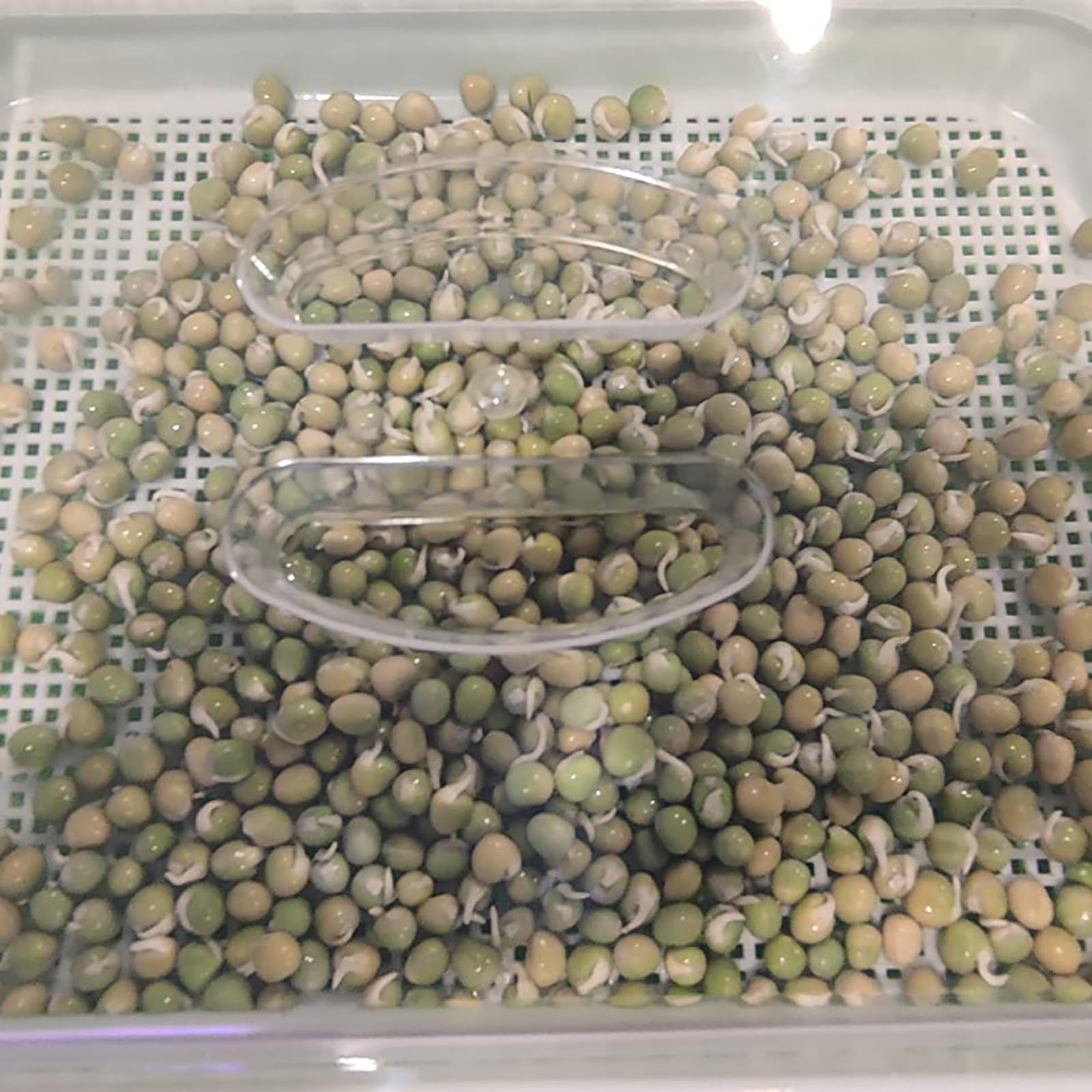 Saatkeimschale, BPA-frei, große Kapazität, Samenkeimschale, gesunder Weizengras-Samen-Züchter mit Deckel für Anbau, Bohnensprossen, Katzengras, Weizengras, Mungbohnen, 8 Stück