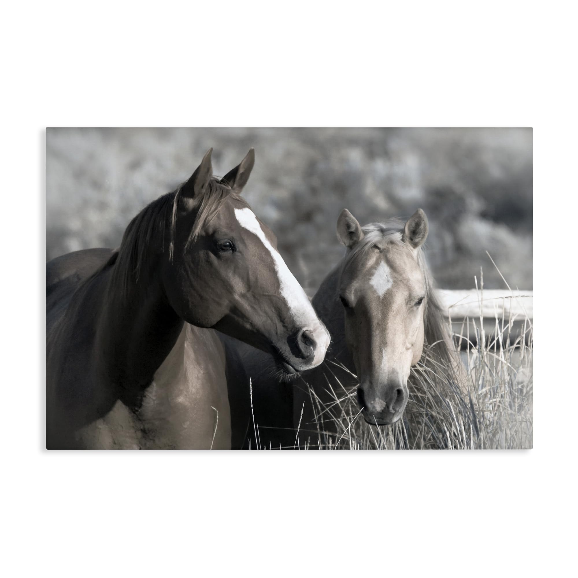 Stupell Industries 'Content Horses In Pasture', Canvas Art, 30 x 20 Inches, Easy to Hang and Sturdy, Made in USA, by Danita Delimont