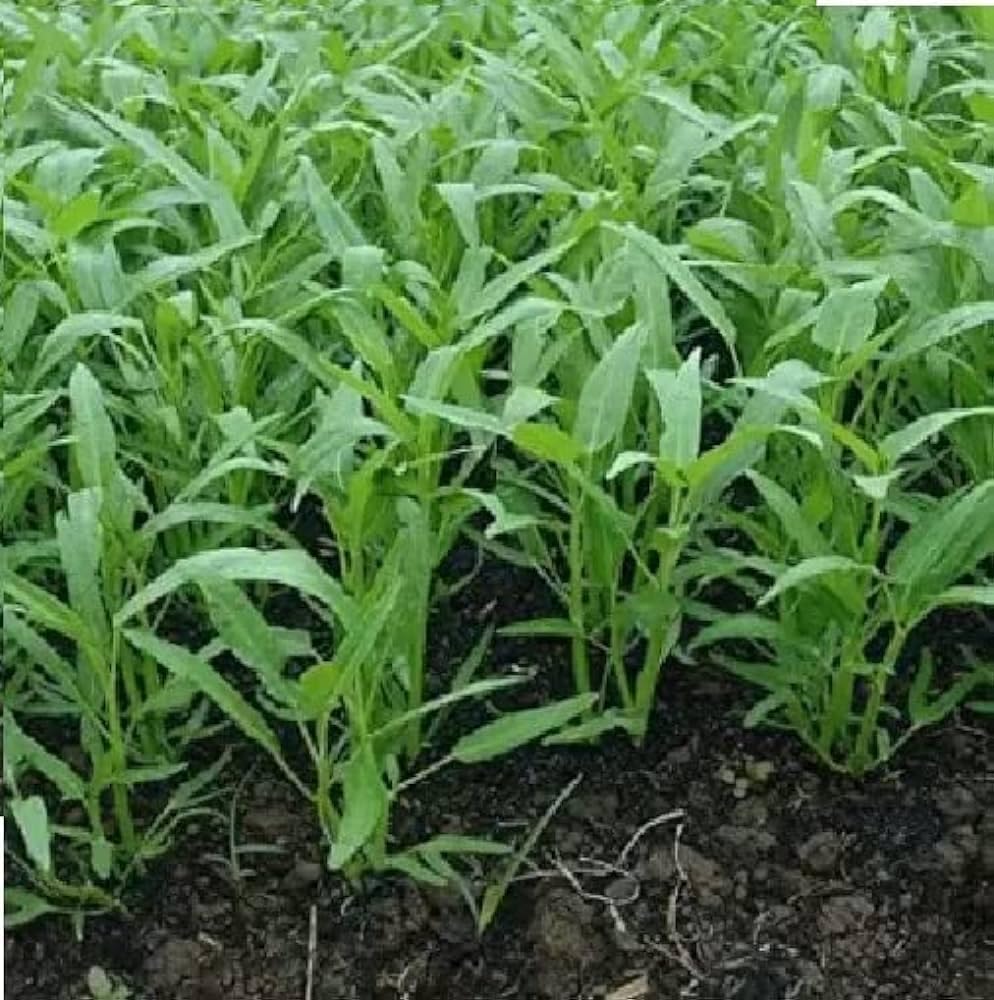 Kalmi saag seeds, 100% germination (200 seeds) (B0CKTM1FG5) Amazon Price History, Amazon Price Tracker