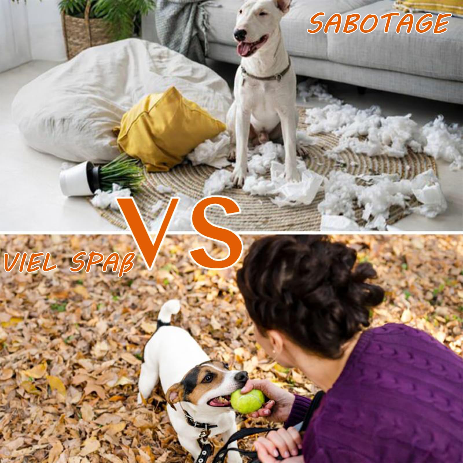 24 Stück Hunde-Tennisbälle, 6 cm, bunt, für Apportieren und Training | Farbiges Ballset für Wurfspiele, interaktives Spielen und tägliche Beschäftigung mit Hunden im Garten, Park oder Zuhause