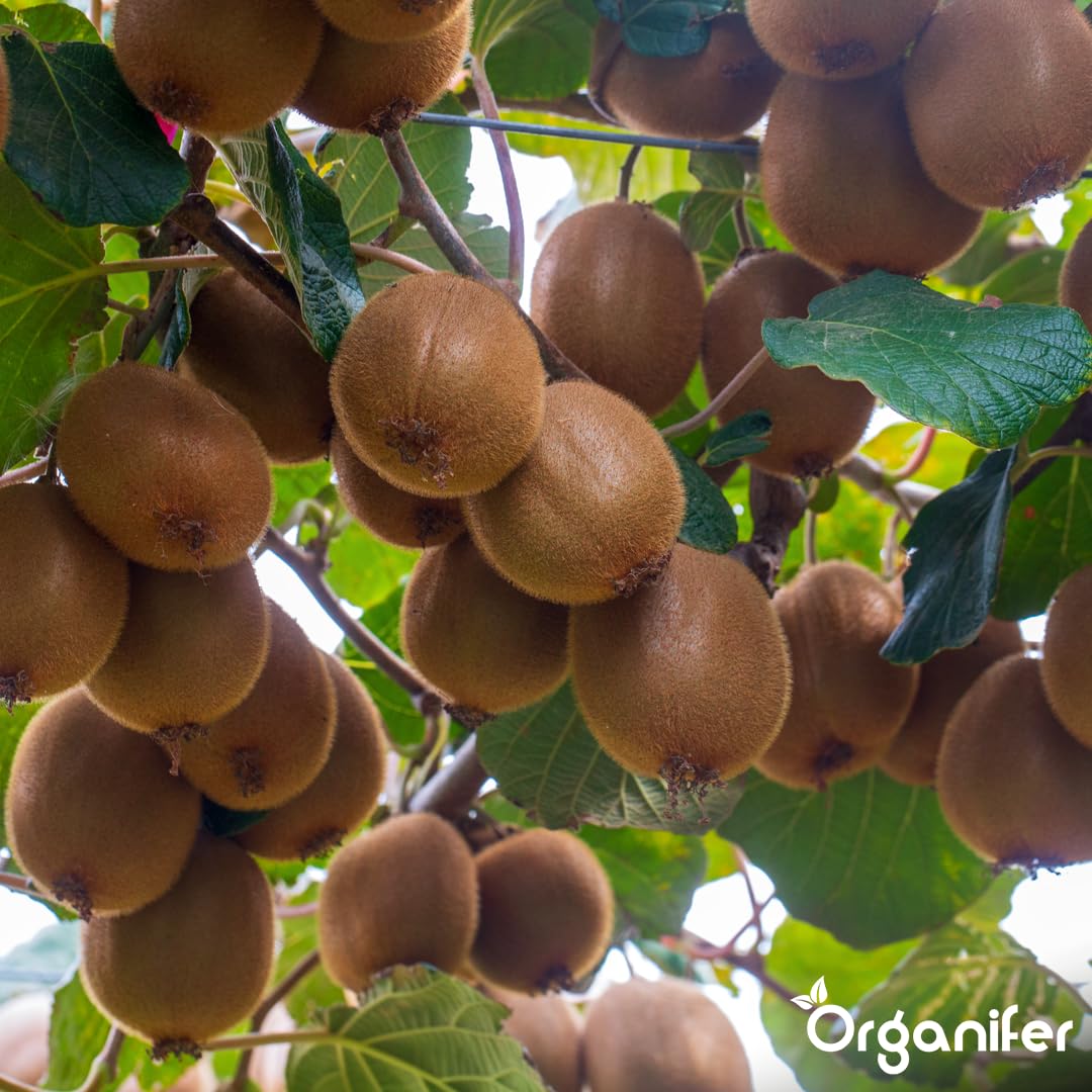 Fertilizante Líquido Orgánico 2x1L Para Kiwi – Favorece Hojas Lujosas Y Frutas Saludables – Organifer