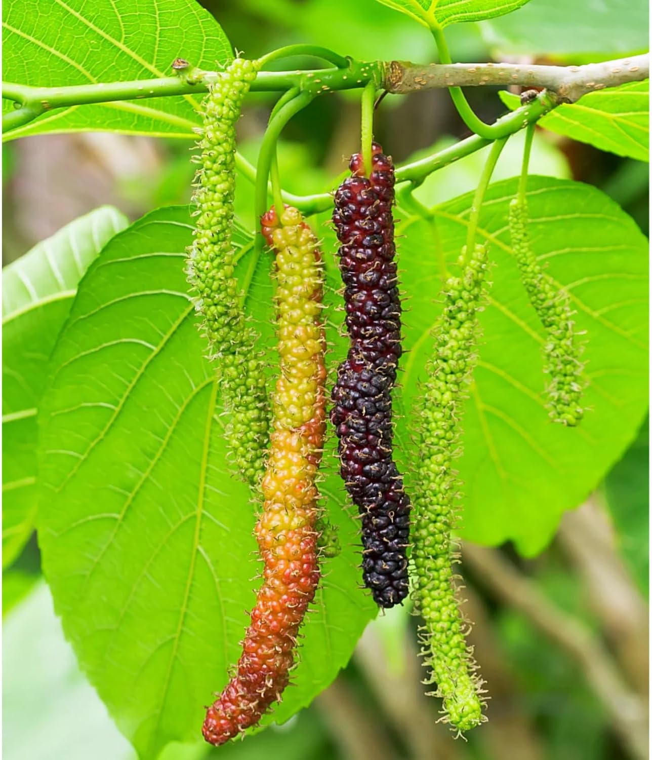 2-Pack Pakistan Mulberry Plants Live, Mulberry Fruit Trees, Hardy Mulberry Trees Live Plants, Mulberry Seedlings, 5-9 Inch Tall