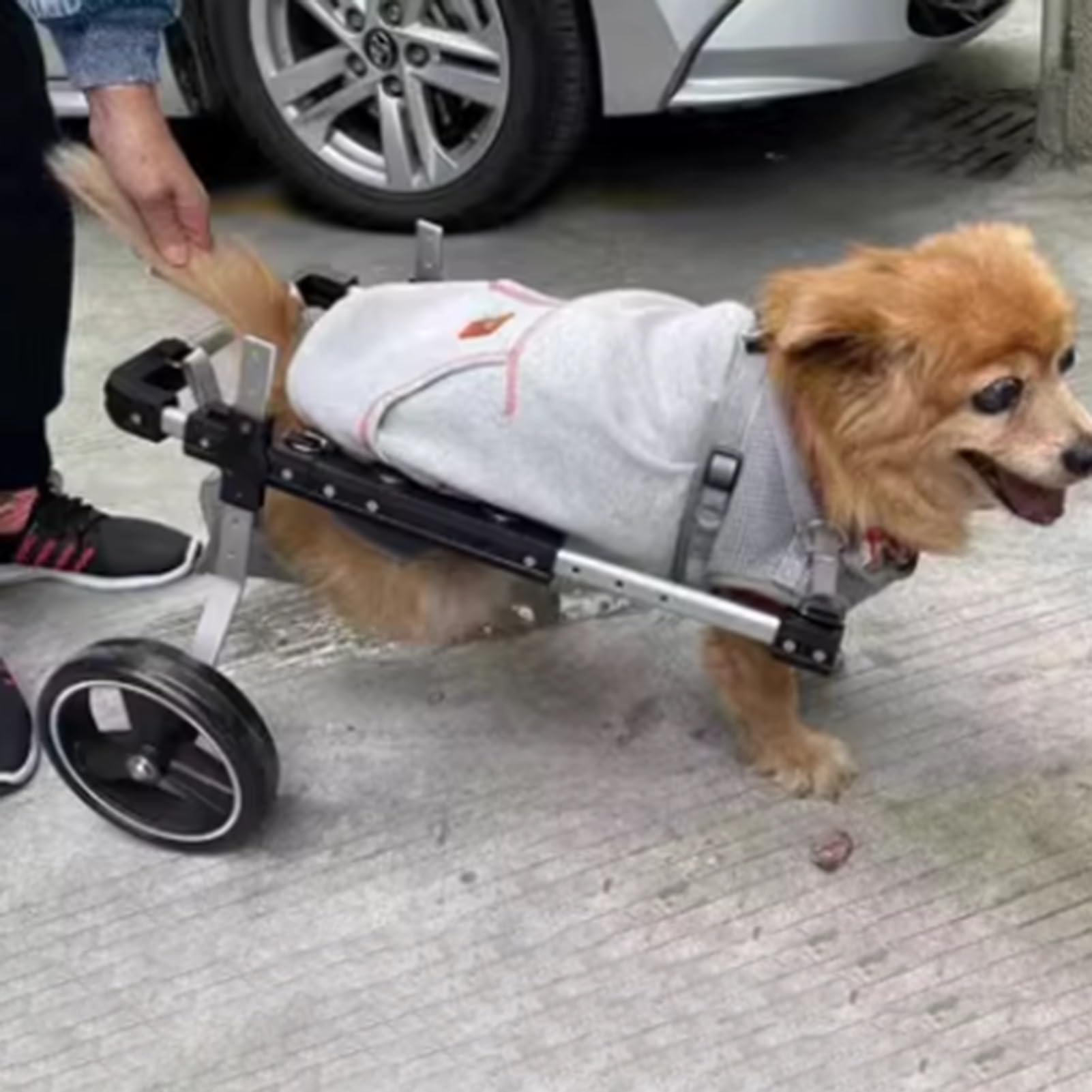 Carrello Cani Disabili Piccola Sedia a Rotelle per Gatti per Zampe Posteriori, Riabilitazione Gambe Posteriori Leggera 2 Ruote, Veicolo di Supporto per L'anca Paralizzata