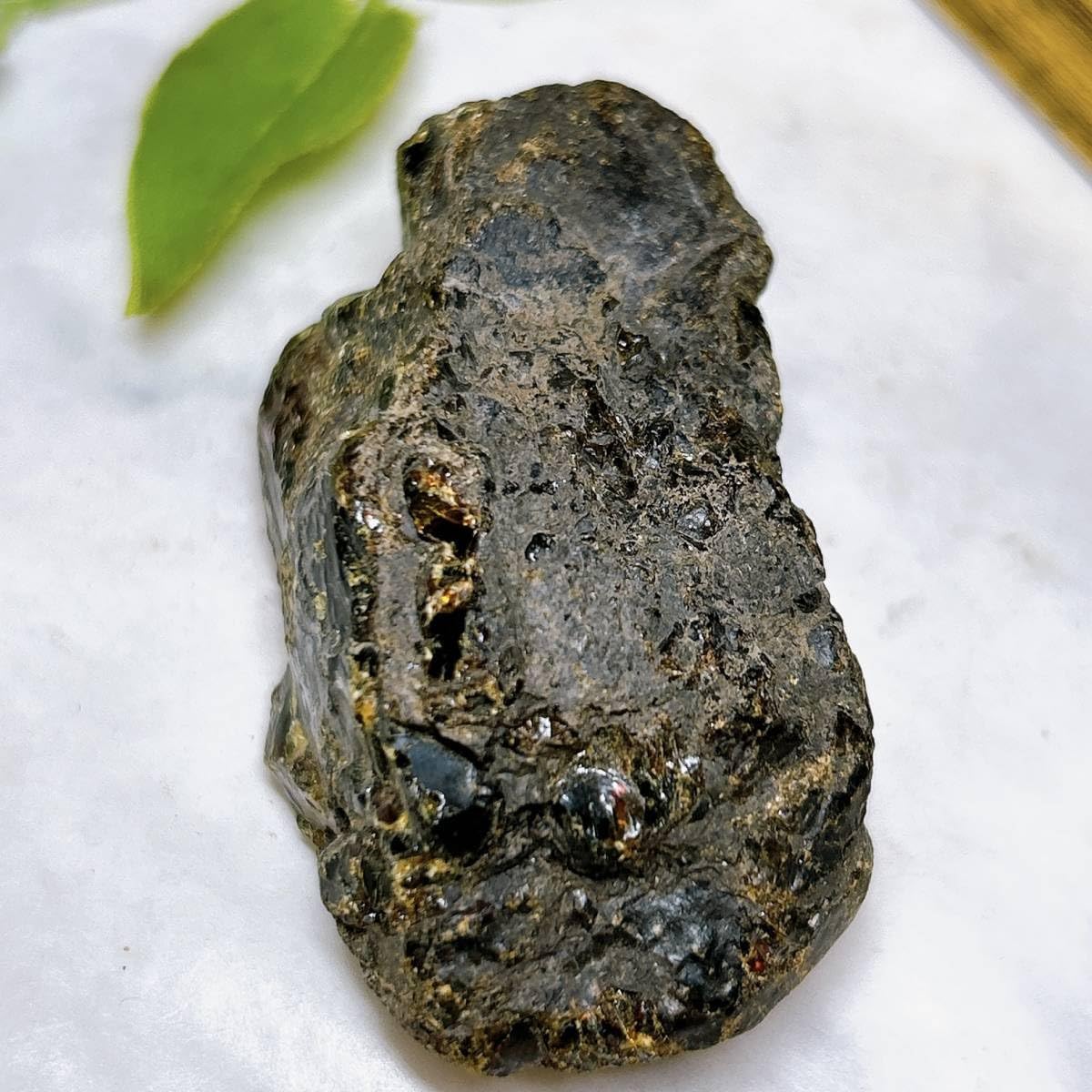 樹脂の化石【超激レア】 樹脂の化石【超激レア】|mercariメルカリ官方指定廠商|Bibian