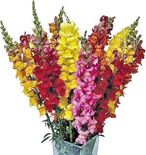 Snapdragon Flower Mix Seeds 40pcs (Antirrhinum majus) Dragon's Month Dog's Mouth, Lion's Mouth, Toad's Mouth Organic Flower Fresh Premium Plants Seeds for Planting Garden Yard Outdoor