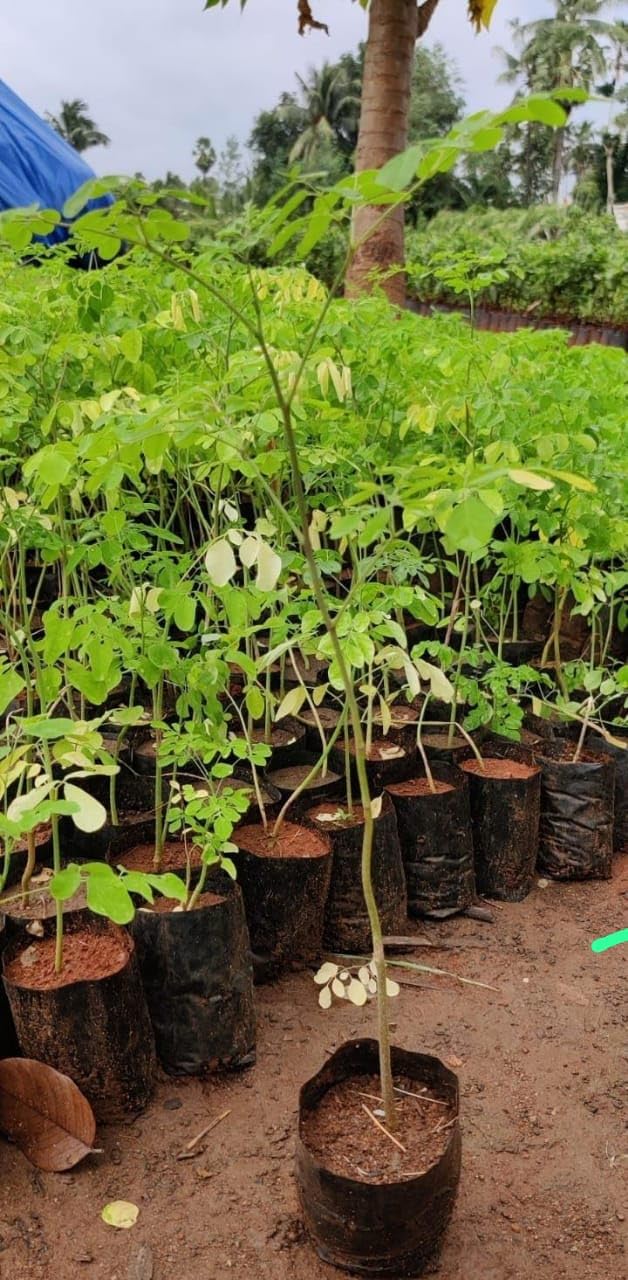 See full amazon price history chart for Golden Bloom Drum Stick Plants Moringa Plant - Live Medicinal Muringa (Healthy Live Plant) Plant Height 1-1.5 FT (In Just 1.5-2 Years U Gets Fruits) Golden Bloom Drum Stick Plants Moringa Plant - Live Medicinal Muringa (Healthy Live Plant) Plant Height 1-1.5 FT (In Just 1.5-2 Years U Gets Fruits) (B0CK2T8GDV) Amazon Price History, Amazon Price Tracker