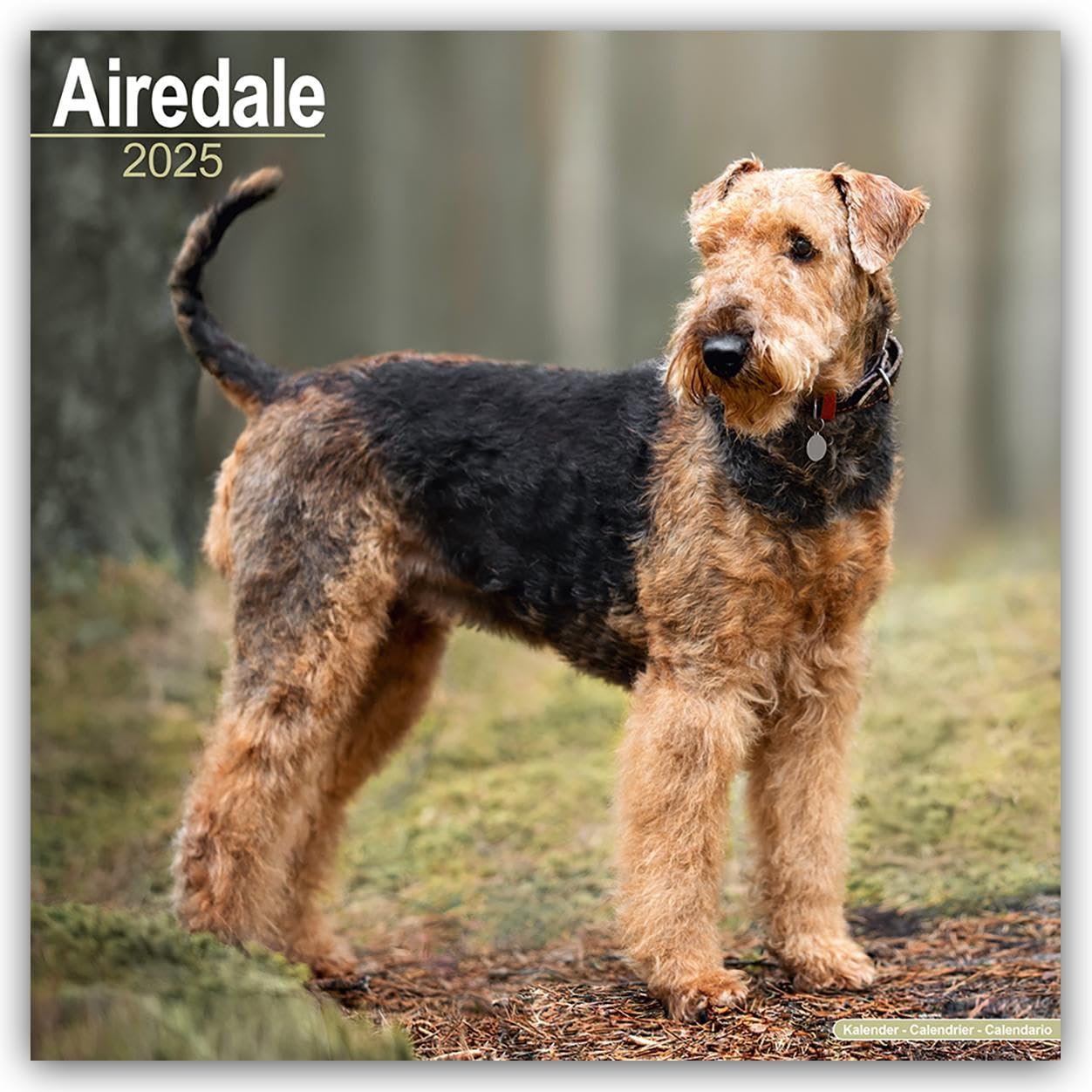 Airedale 2025 Square Wall Calendar