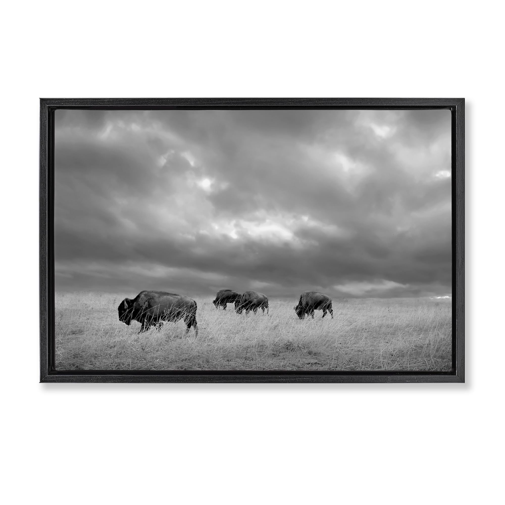 Stupell Industries 'Bisons Under an Autumn Sky', Floating Frame Canvas Art, Black, 25 x 17 Inches, Easy to Hang and Sturdy, Made in USA, by Steve Toole