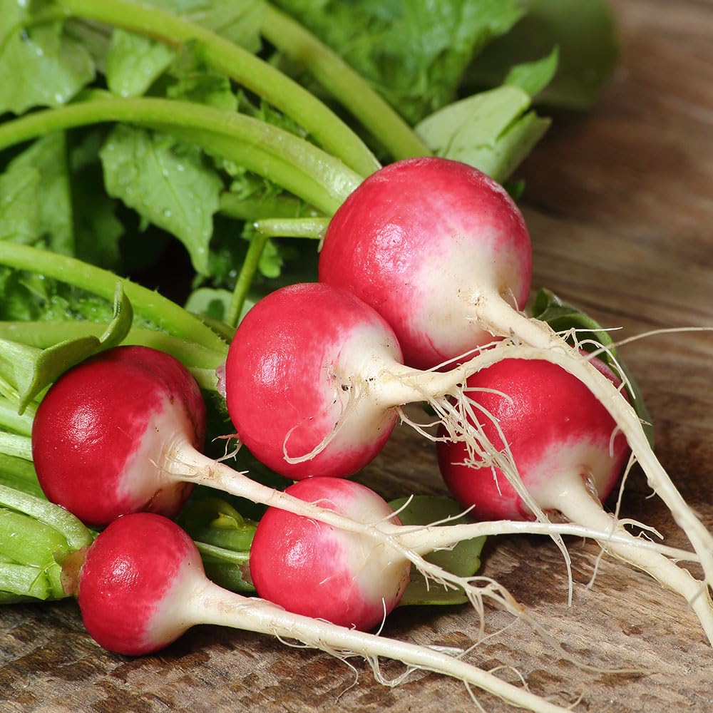 Radish Seeds – Gaudy Round Red with White Tip – Fast Growing, Crisp & Mild, Easy to Grow Salad Radish for Garden, Beds & Containers