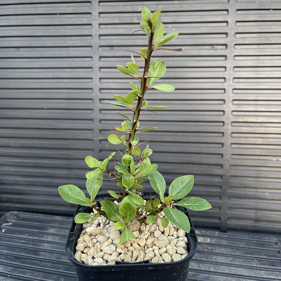 Amazon.co.jp: フォークイエリア ファシクラータ 実生株 発根済 ホビー  